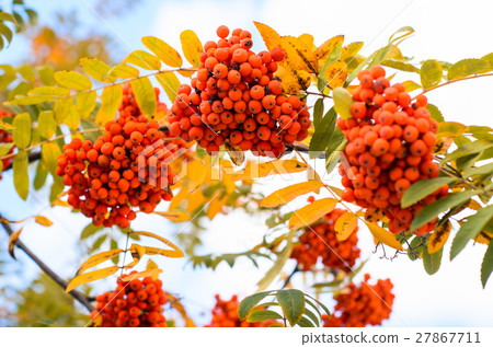 Rowan tree branch with red berries. 27867711