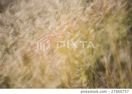 Natural plants with a beautiful and friendly atmosphere 27868757