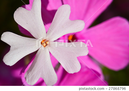 [Plant] Shibakura White Up (4) 27868796