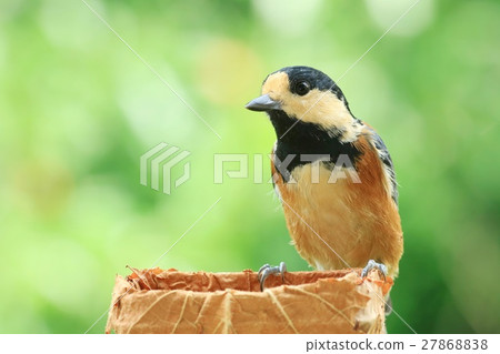 Yamagara bright green background Wild bird in summer resort Yamagara bright green background Wild bird in summer resort 27868838