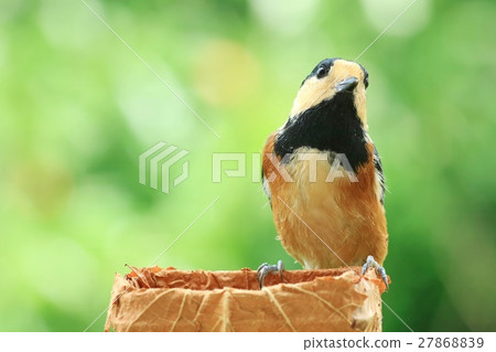 Yamagara bright green background Wild bird in summer resort Yamagara bright green background Wild bird in summer resort 27868839