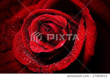 beautiful dark red rose with water dew drops beautiful dark red rose with water dew drops 27869032