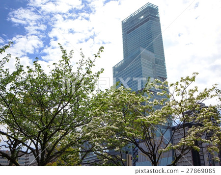 Abeno Harukasu and Dogwood in Tennoji Park 27869085