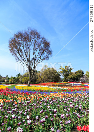 Park tulips 27869112