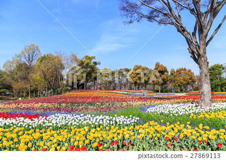 Park tulips 27869113