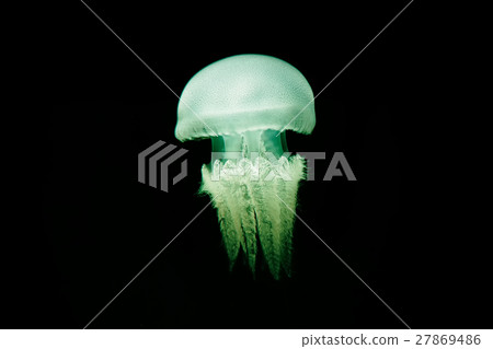 Illuminated jellyfish on black dark background. Illuminated jellyfish on black dark background. 27869486
