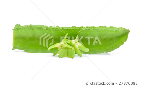 winged bean on white background 27870085