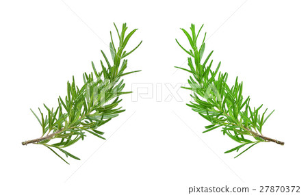 rosemary isolated on white background 27870372