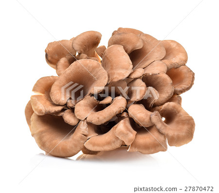 maitake mushrooms on white background 27870472