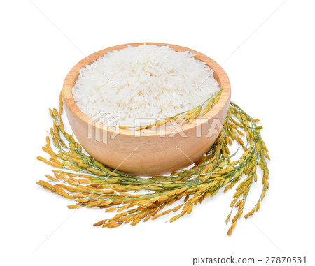 rice plants, grains of Thai jasmine rice 27870531