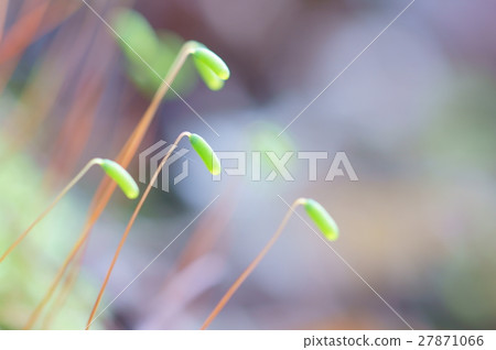 Sporangia of Coleoptera chinensis 27871066
