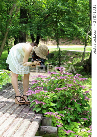 A woman taking a picture A woman taking a picture 27871333