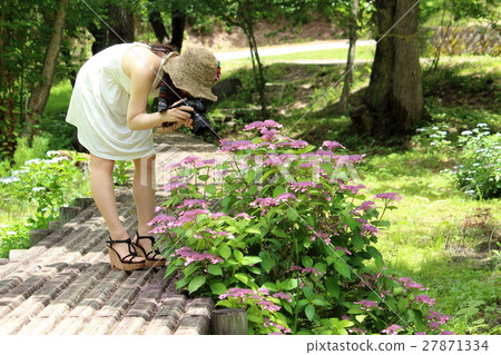 A woman taking hydrangea A woman taking hydrangea 27871334