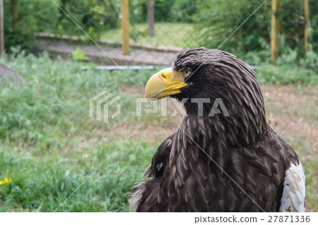 Stelller's sea eagle or Pelagicus haliaeetus 27871336