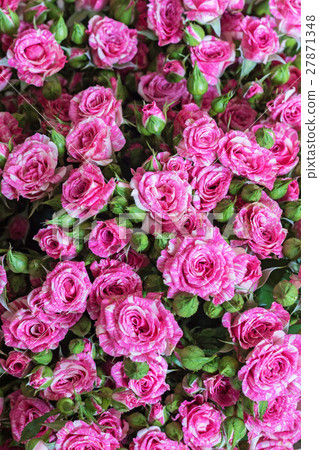 Close-up view of rose buds 27871348