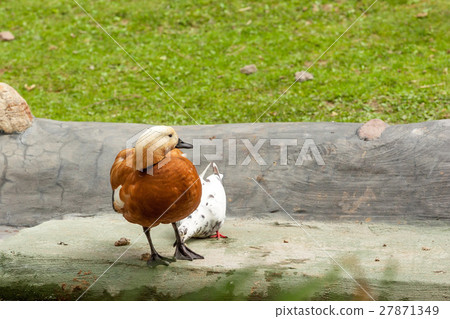 Ruddy Shelduck or Tadorna ferruginea 27871349