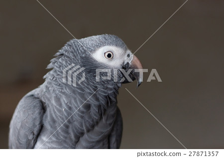 African timneh grey parrot African timneh grey parrot 27871357