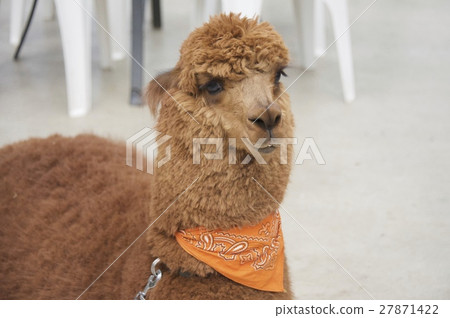 神戶動物王國〜羊駝〜 神戶動物王國〜羊駝〜 27871422