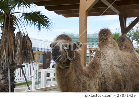 Kobe Animal Kingdom ~ Camel ~ 27871429