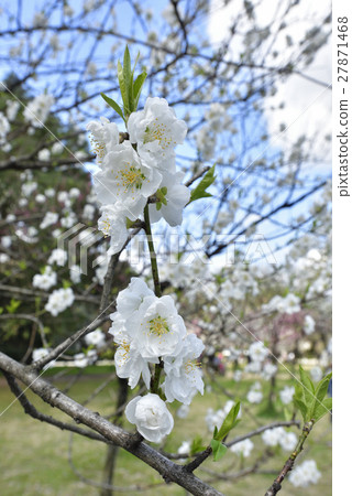Kyoto gyoen Taoyuan (Peach blossom) 27871468