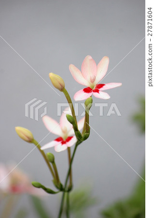 Princess Hinoki Princess Hinoki 27871604