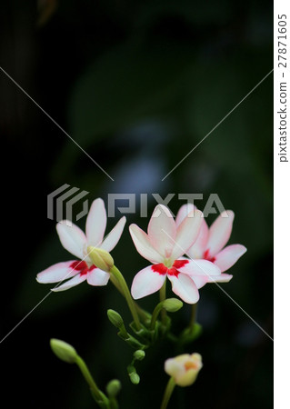 Princess Hinoki Princess Hinoki 27871605