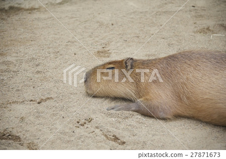 神戶動物王國〜水豚〜 神戶動物王國〜水豚〜 27871673