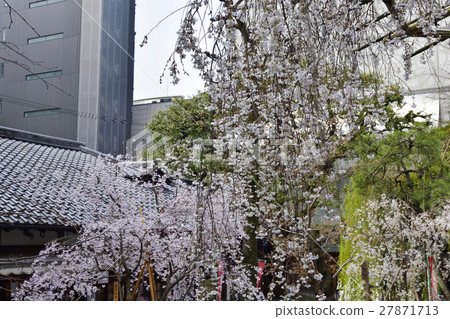 Hakkokudo Omiyuki cherry tree Hakkokudo Omiyuki cherry tree 27871713