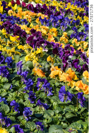 種植三色紫羅蘭和其他 種植三色紫羅蘭和其他 27871736
