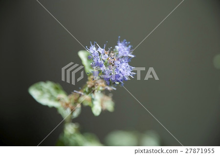 Kariopteris夏季冰糕 27871955