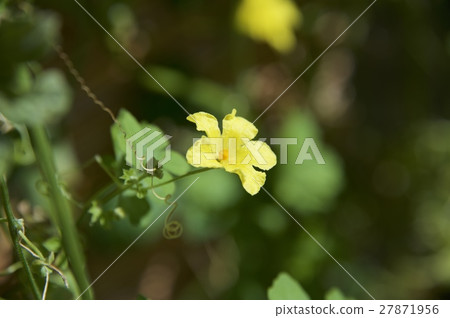 植物花 27871956