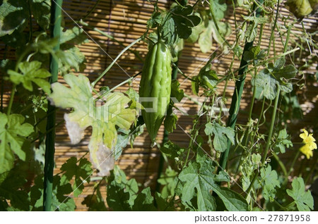 苦瓜 苦瓜 27871958