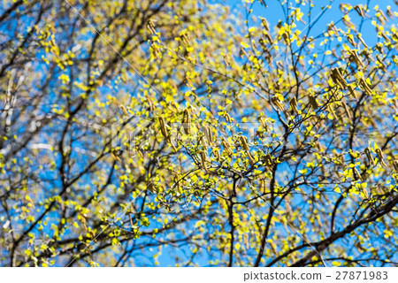 樺樹花粉 27871983