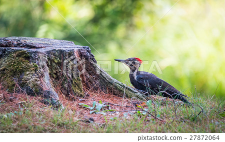 Young juvenile female Pileated woodpecker. 27872064