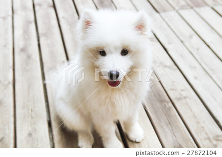 Funny Samoyed puppy 27872104