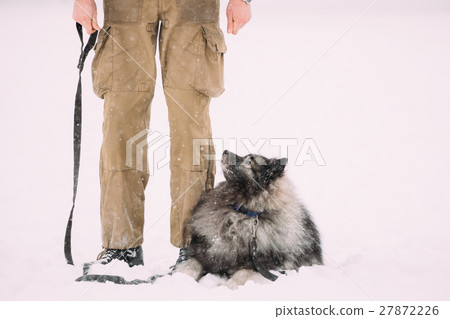 Funny Keeshond Dog Sit Near Owner Outdoor In Snow Funny Keeshond Dog Sit Near Owner Outdoor In Snow 27872226