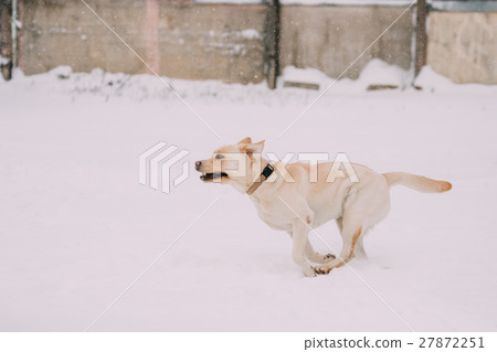 Labrador Dog Play Run Outdoor In Snow, Winter Labrador Dog Play Run Outdoor In Snow, Winter 27872251