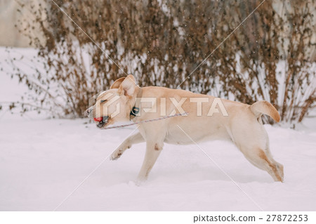 Labrador Dog Play Run Outdoor In Snow, Winter 27872253