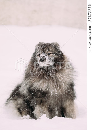 Keeshond Dog Play Outdoor In Snow. Winter Season Keeshond Dog Play Outdoor In Snow. Winter Season 27872256