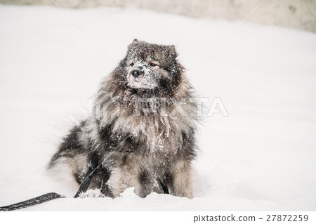Keeshond Dog Play Outdoor In Snow. Winter Season 27872259