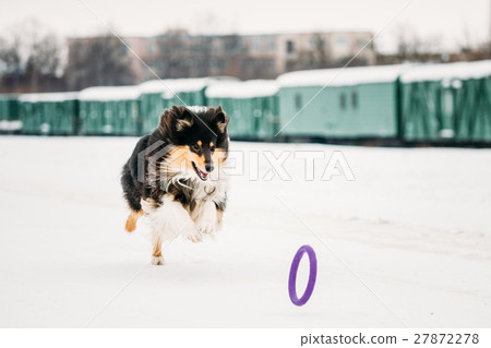 Shetland Sheepdog, Sheltie, Collie Playing With Shetland Sheepdog, Sheltie, Collie Playing With 27872278