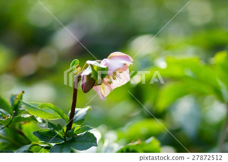 聖誕節玫瑰 聖誕節玫瑰 27872512