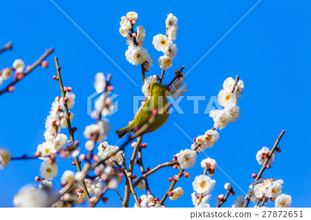 Mejiro White Plum 27872651