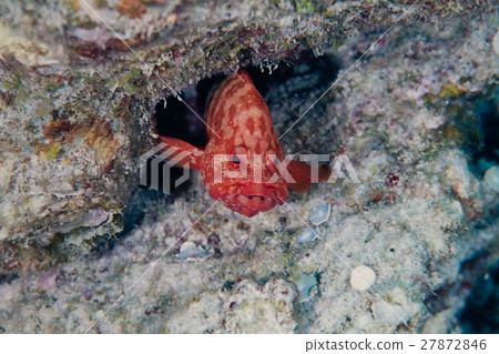 紅旗 紅旗 27872846