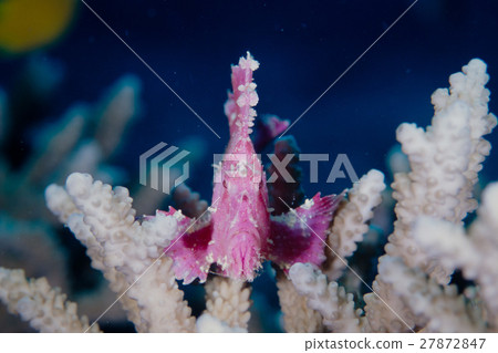埃達珊瑚上的裸石魚（粉紅色） 27872847
