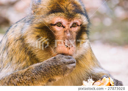 Barbary macaque monkey eating a tangerine, Morocco Barbary macaque monkey eating a tangerine, Morocco 27873028