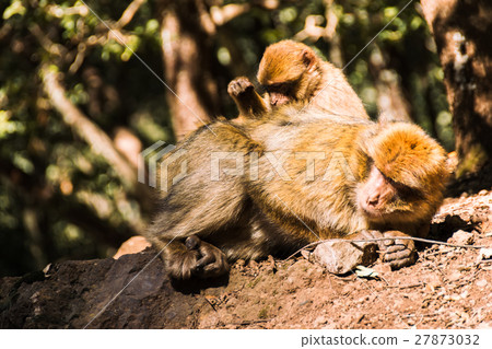 2 Barbary macaque monkeys delouse, Ifrane, Morocco 2 Barbary macaque monkeys delouse, Ifrane, Morocco 27873032