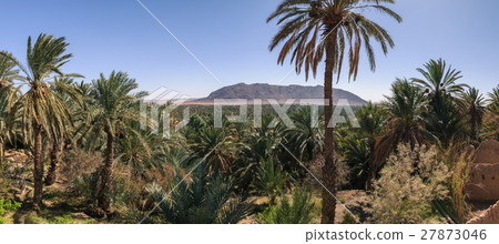 View over oasis of date palms, Figuig, Morocco 27873046
