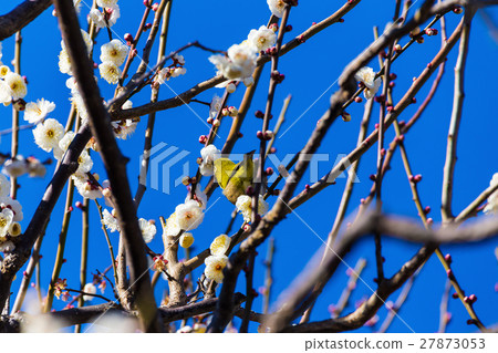 Mejiro White Plum 27873053