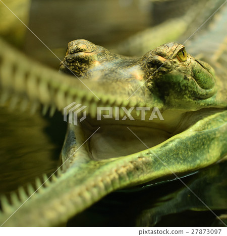 Detail of head of cayman in zoo Detail of head of cayman in zoo 27873097